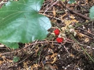 2017.11.26_171211_0006.jpg