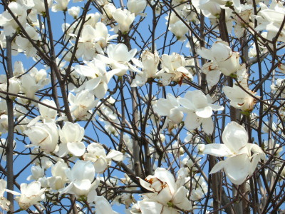 庭の花木 こまつの木暮らし日記