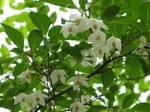 IMG_4979_s.JPG